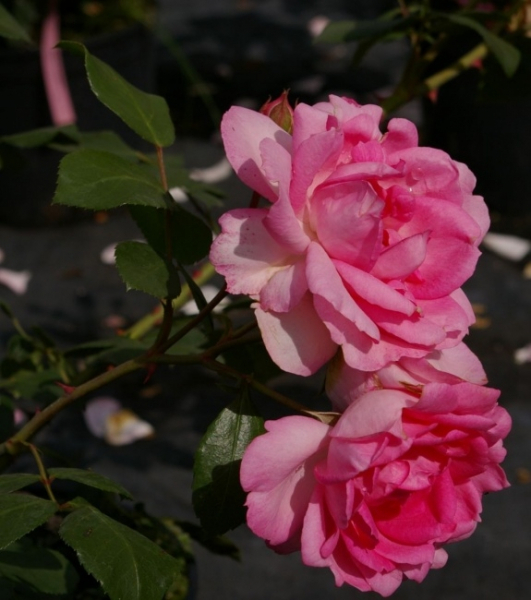 Strauchrose Centenaire de Lourdes 2