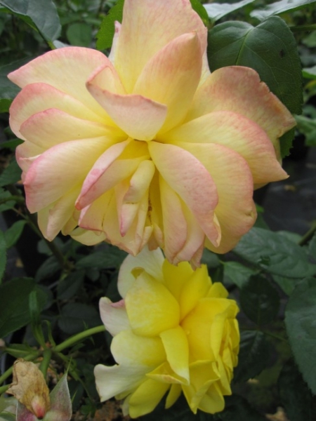 Strauchrose China Town