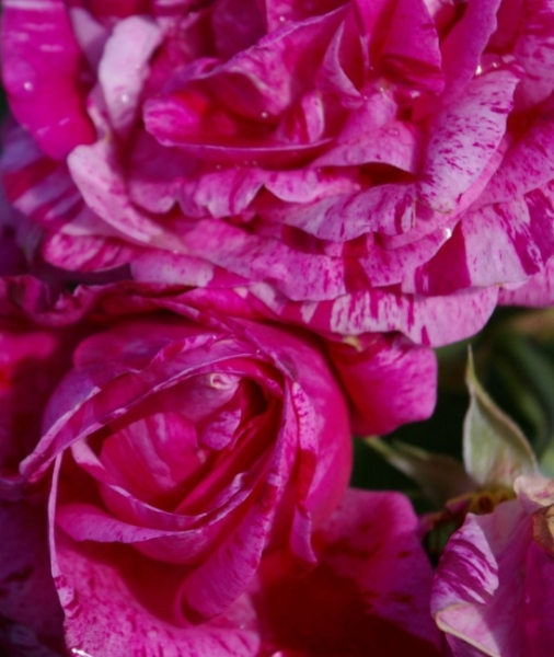 Die besonders winterharte Strauchrose Ferdinand Pichard® - Rosa Ferdinand Pichard® - dunkelrosa marmoriert - Duft+++ - Historische Rose - Malerrose wächst aufrecht und buschig an einem bevorzugt luftigen und sonnigen Standort.