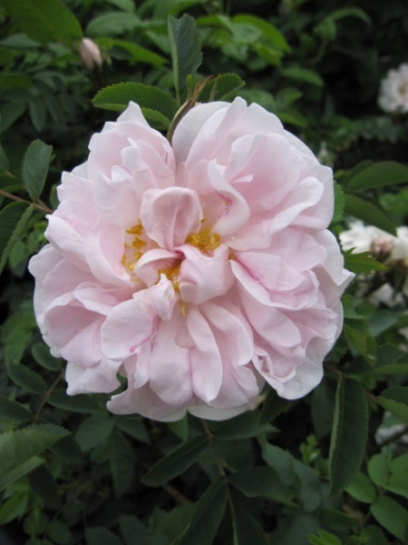 Die buschige und aufrechtwachsende Strauchrose Stanwell Perpetual - Rosa Stanwell Perpetual - zartrosa - Duft+++ benötigt einen halbschattigen bis sonnigen Standort.