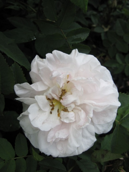 Die Strauchrose Stanwell Perpetual - Rosa Stanwell Perpetual - zartrosa - Duft+++ besitzt eine besonders gute Winterhärte.