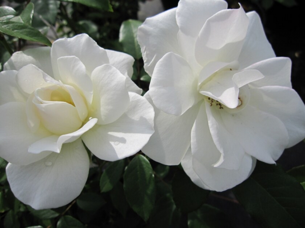 Rose Snow Princess 1