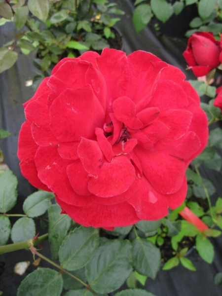 Strauchrose Ulmer Münster 2