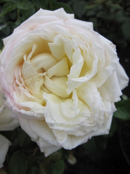 Strauchrose White Gold 1
