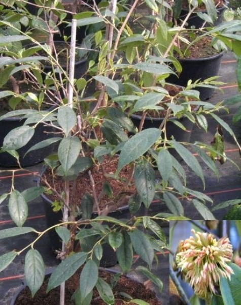Sycopsis sinensis - Zaubernussgewächs - ist ein immergrüner, besonders winterharter Strauch mit einer tollen Blüte und einem buschigen, aufrechten Wuchs.