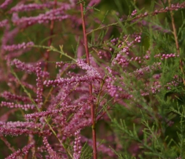Tamarix pentandra 1