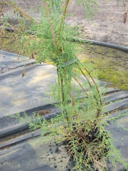 Tamarix ramosissima, Heide Tamariske, ist von einer sehr guten Winterhärte