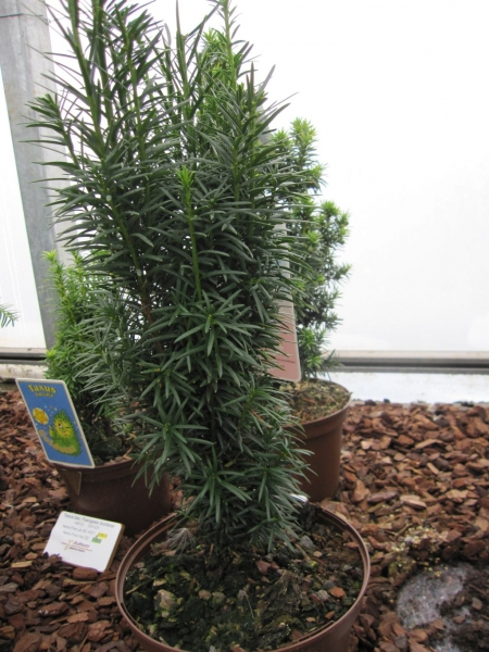 Taxus baccata fastigiata Sibirica3