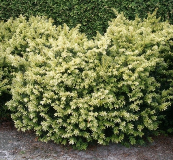 Taxus baccata Golden Nugget 1