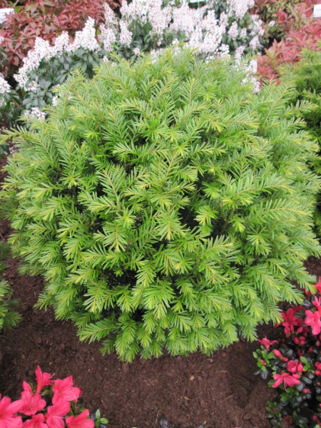 Taxus baccata Renkes kleiner Grüner