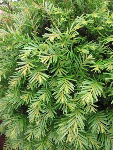 Taxus baccata Renkes kleiner Grüner
