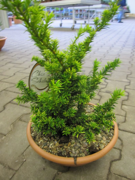 Taxus baccata Semperaurea ist gut im Steingarten, Heidegarten, Japangarten