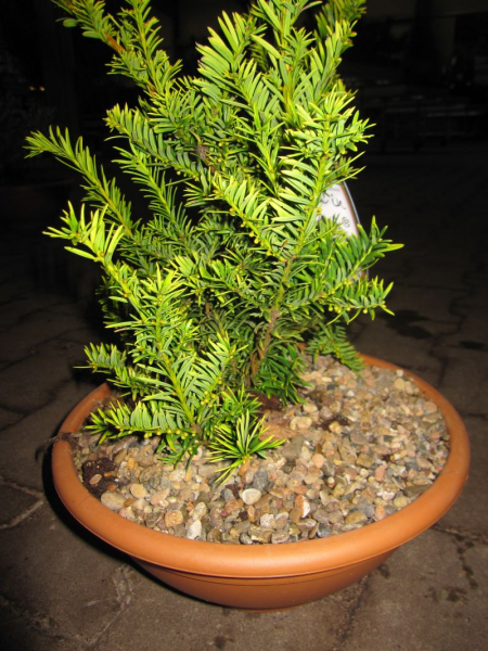 die Goldeibe Semperaurea hat wunderschöne goldgelbe Nadeln