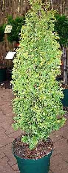 Thuja occidentalis Degroot`s Spire - ist ein langsam und säulenförmig wachsender Zwerglebensbaum, der zwischen 2 und 3 m hoch und ca. 50 cm breit wird.