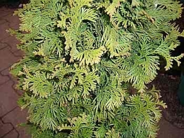 Thuja occidentalis Degroot`s Spire - Zwerglebensbaum - benötigt einen halbschattigen bis sonnigen Standort und ist ausgesprochen winterhart.