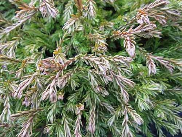 Thuja occidentalis Golden Tuffet 2