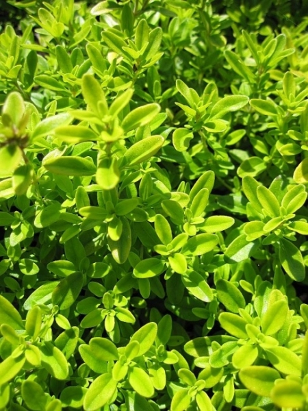 Thymus citriodorus Golden Dwarf 2