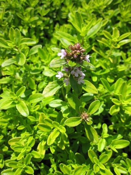 Thymus citriodorus Golden Dwarf 1