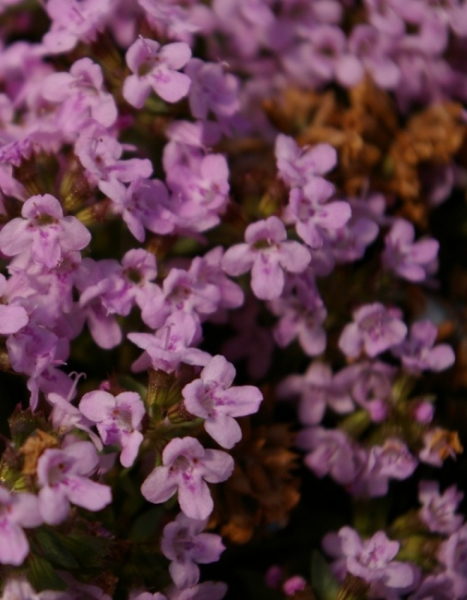 Thymus herba-barona , Kümmel- Thymian, ist ein aromatisches Küchengewürz mit einer Heilwirkung