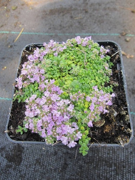 Thymus praecox minor2