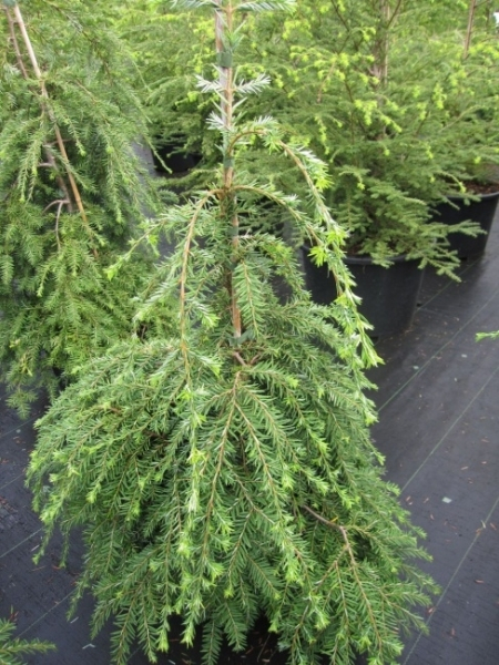 Tsuga canadensis Pendula1