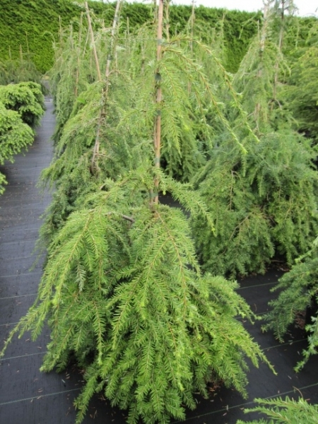 Tsuga canadensis Pendula2