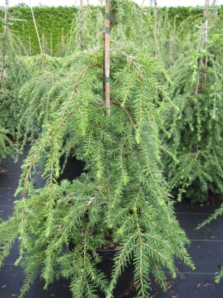 Tsuga canadensis Pendula3