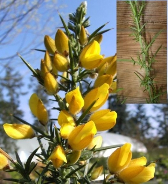 Ulex europaeus