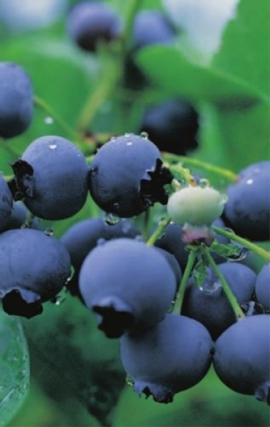 Bluecrop 1