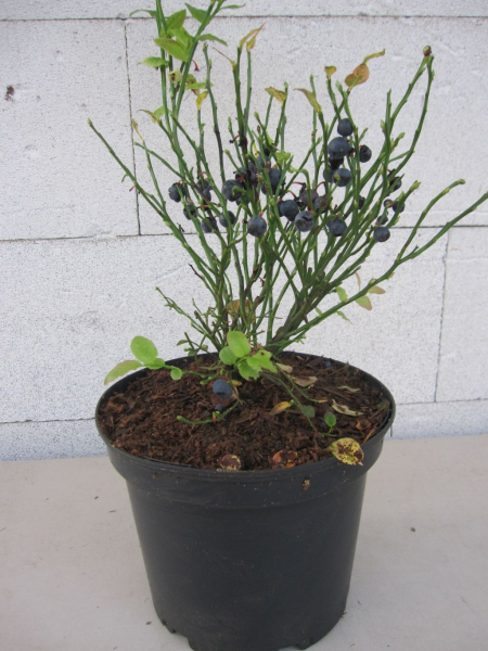 Wilde Blaubeeren 2