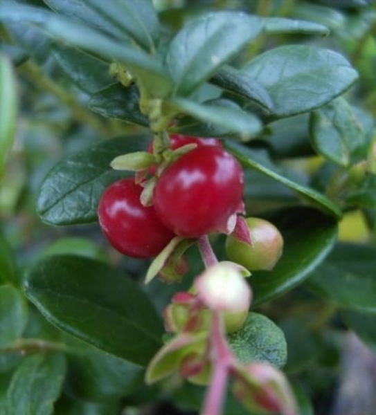 Vaccinium vitis-idea Koralle 1