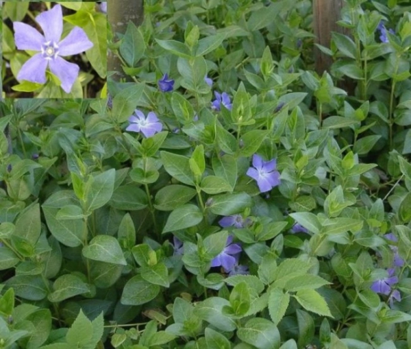 Vinca minor 1