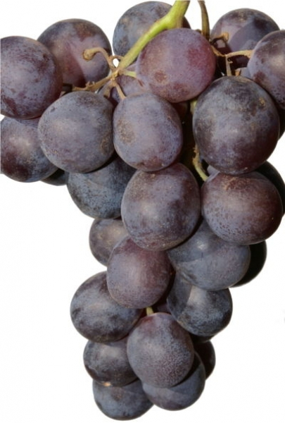 Vitis vinifera Königliche Esthertraube 1