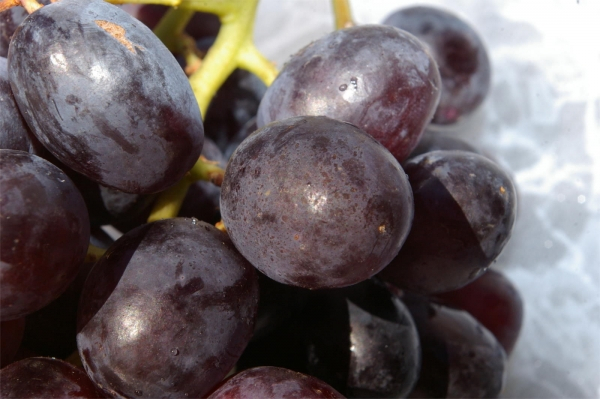 Vitis vinifera Königliche Esthertraube 2