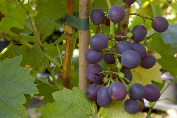 Vitis vinifera Königliche Esthertraube 4