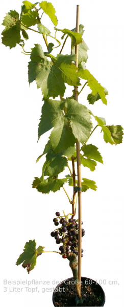 Vitis vinifera Muskat Nay Weintraube