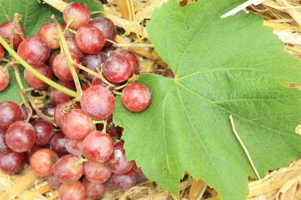 Vitis vinifera Red kernlose eine Tafeltraube Flame - Seedless amerikanische