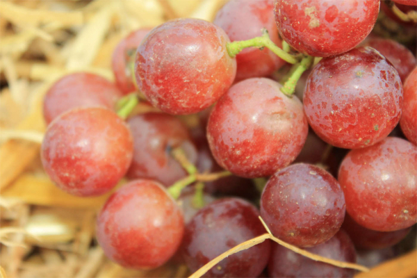 Vitis vinifera Red Flame Seedless - eine kernlose amerikanische Tafeltraube