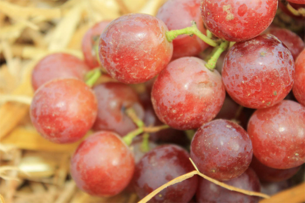 - Tafeltraube vinifera Flame Vitis amerikanische eine Red Seedless kernlose