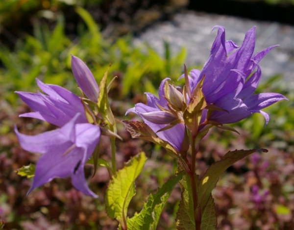 Die dunkelviolette Blüte der Wald-Glockenblume