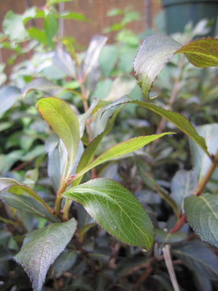 Weigela Black and White - Weigelie Black and White - bekommt eine wunderschöne dunkelpurpurfarbene Herbstfärbung.