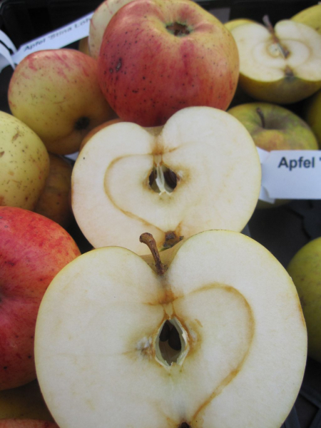 Malus Stina Lohmann 2