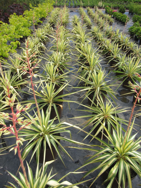 Gartenlilie Golden Sword pflanzen