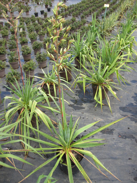 Faedige Palmlilie