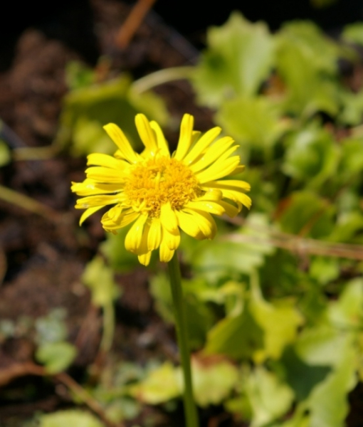 Zwerg Gemswurz Littel Leo Doronicum Orientale Little Leo