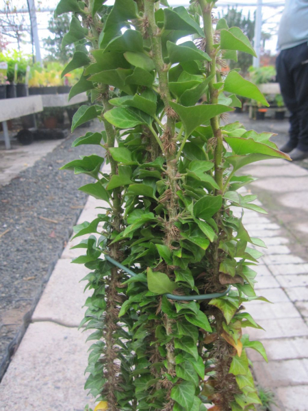 Hedera helix Erecta 1