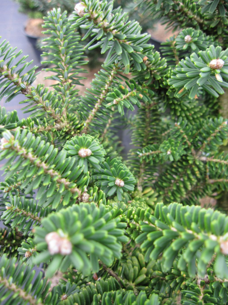 Abies koreana Alpin Star