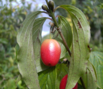 Die Kornelkirsche Jolico mit einer besonders schönen roten süßen Frucht.