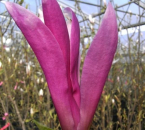 Die Blüten der Magnolien sind meist sehr groß und tulpen- bis sternförmig.