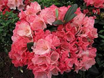 Die Rhododendron hybr. Julia hat einen halbkugeligen, kompakten Wuchs. Die Blüte ist dunkelrosa-hellrosa.